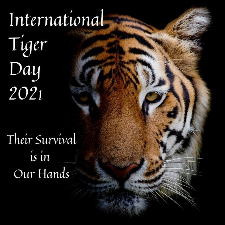 Oneindia News - On the #InternationalTigerDay, interesting