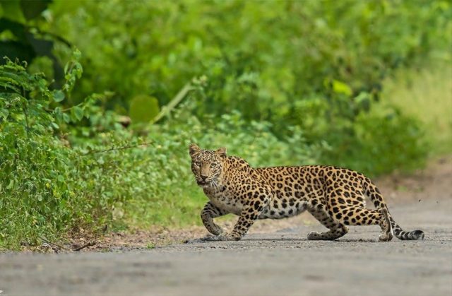 Tamil Nadu Wildlife Conservation - II