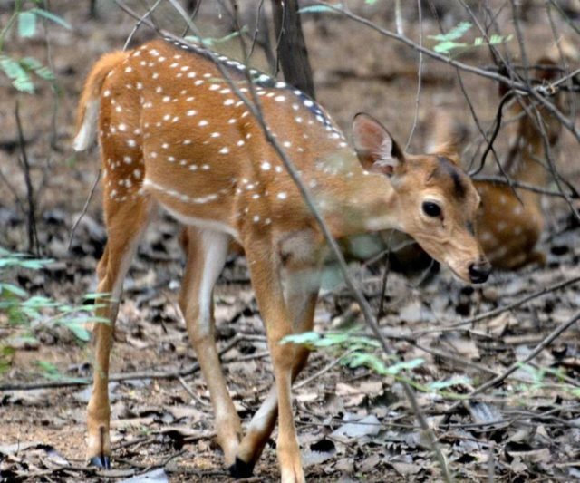 Tamil Nadu Wildlife Conservation-III